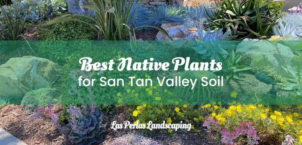 Best Native Plants for San Tan Valley Soil