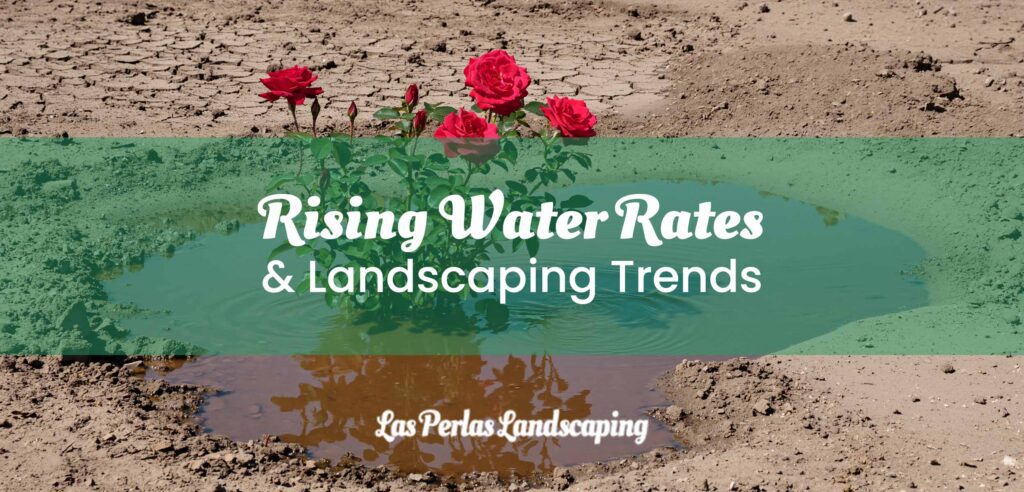 Rising Water Rates Transform San Tan Valley Landscaping Trends
