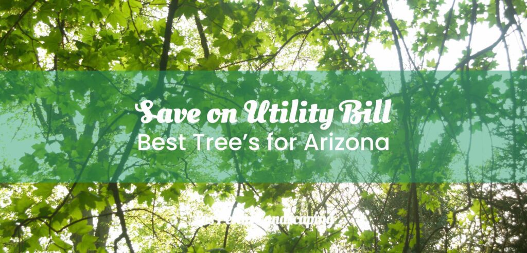 Save on Utility Bills With These Trees and Shrubs for San Tan Valley